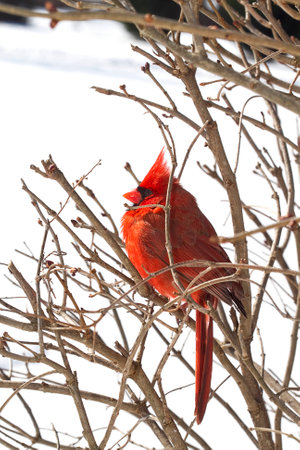 Red Cardinal sits proudly in branchesの写真素材
