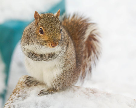 Curious Squirrelの写真素材