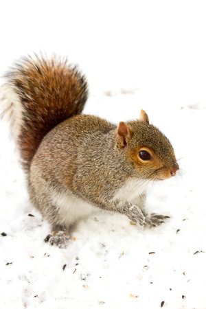 Watchful squirrelの写真素材