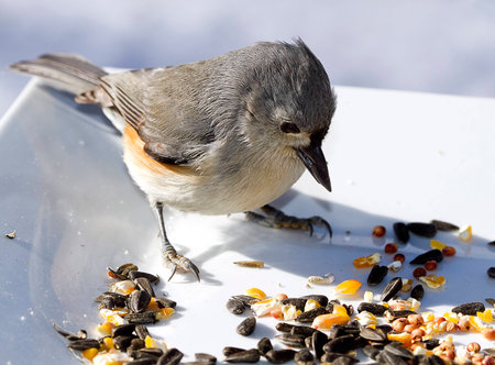 Small Titmouse bird feeding off birdseed on white plateの写真素材