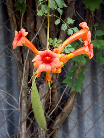 Trumpet Vineの写真素材