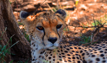 Cheetah, Africa, safari, parks, Serengeti, Kenya, Tanzania, parks, nature, animals, power, sleeping, alert, strength, pride, proud, content, baby, mother, love, protection, baby, cat, softのeditorial素材
