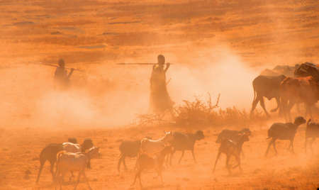 Masai warriors herding the livestock in the dustの写真素材