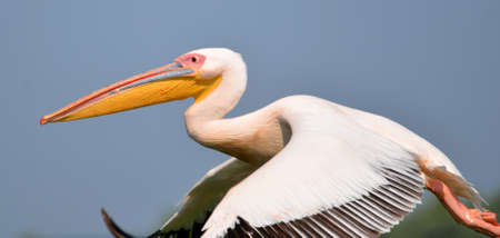 Pelican in flightの写真素材