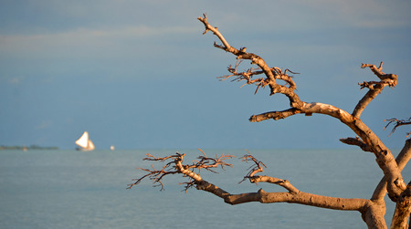 treeline across the Caribbean の写真素材