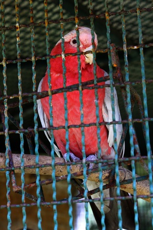 Parrot in case