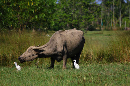 Buffalo cover mud with two bird