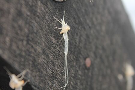 insect stainsの写真素材