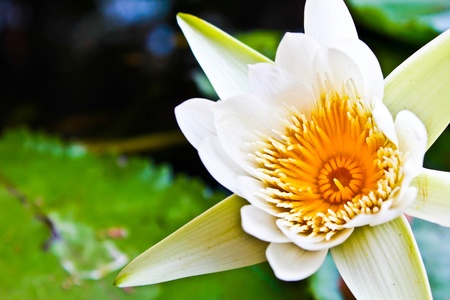 lotus flower and lotus leaf in the basinの写真素材