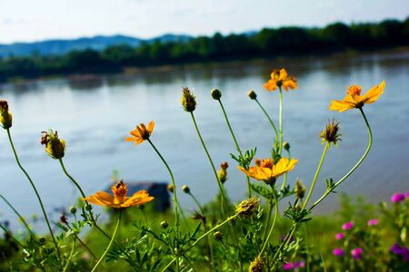Unknown yellow flower grow side of the riverの写真素材