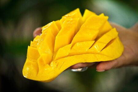 fresh nice cutting mango on the palm ready for eatの写真素材