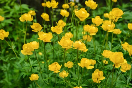 yellow flowers italmas on a green meadow closeup.