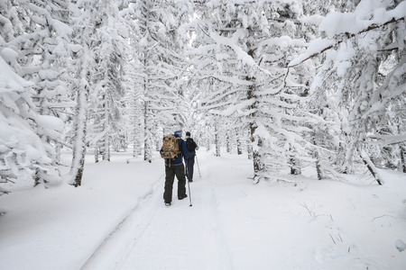 People hiking in mountain winter forest covered by snow.の写真素材
