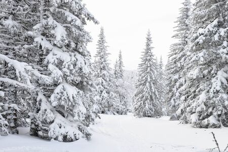 Winter forest landscape with frozen trees covered by snow.の写真素材