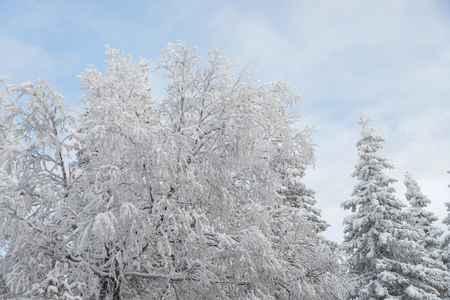 Frozen trees and branches covered by snow. Beautiful white winter landscape. Blue sky at background.の写真素材