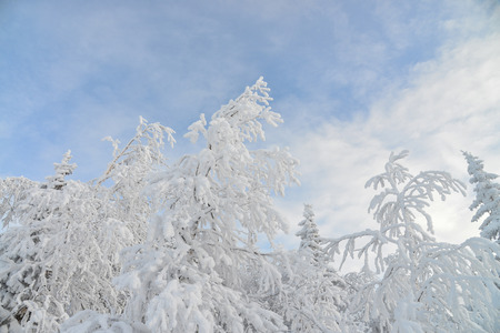 Frozen trees and branches covered by snow. Beautiful white winter landscape. Blue sky at background.の写真素材