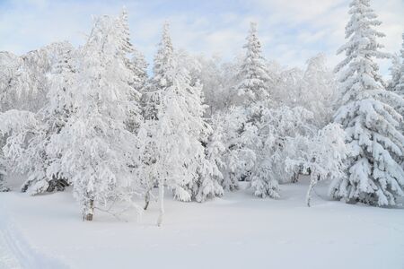 Mountain winter forest landscape with frozen trees covered by snow..の写真素材