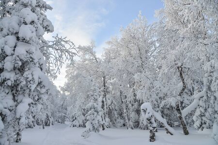 Mountain winter forest landscape with frozen trees covered by snow..の写真素材