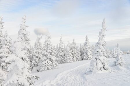 Beautiful winter forest with pine trees covered by snow.の写真素材