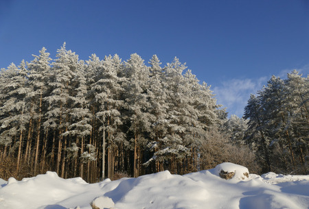 City park area with snowy frozen trees after snowfallの写真素材