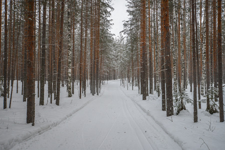 Road in winter forest, park in snowの写真素材
