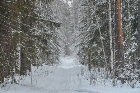 Road in winter forest, park in snowの写真素材