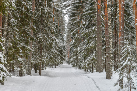 Road in winter forest, park in snowの写真素材