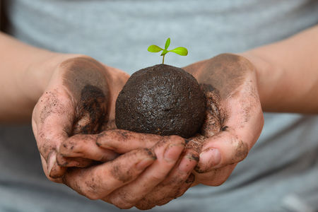 Female hands holding soil ball with small green plant. Ecology and environment, earth care concept.の写真素材