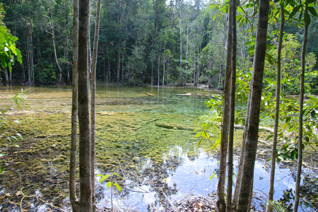 Tha Pom Khlong Song Nam peat swamp forest, Krabi Thailand. Unique place with various host of never before seen vegetation.の写真素材