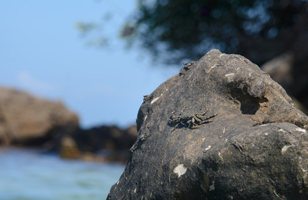 Crab sitting on the Stone, Krabi, Thailand.の写真素材