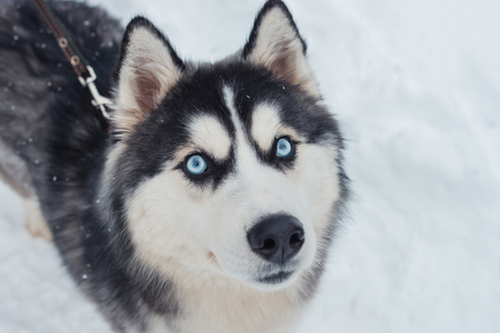Close up portrait of Husky dog on winter backgroundの写真素材