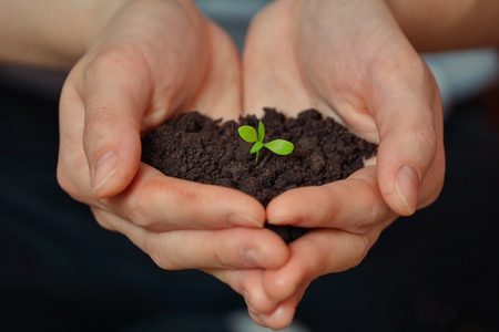 Woman hands holding young plant. Ecology concepの写真素材