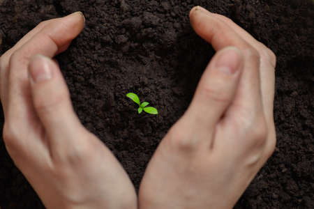 Plant in the women handsの写真素材