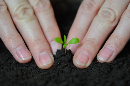 Plant in the women handsの写真素材