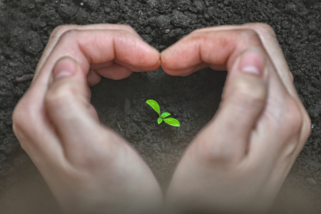 Love and protect nature. Woman Hands forming a heart shape around a small plant. Ecology and care concept.の写真素材