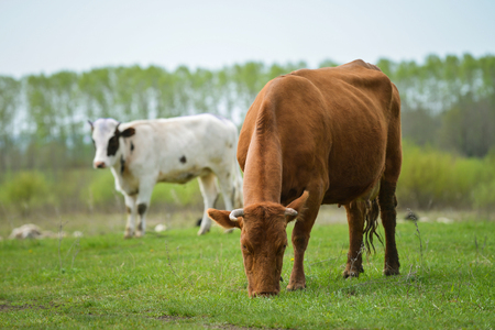 Herd of cows at summer green field , green grass pasture.の写真素材