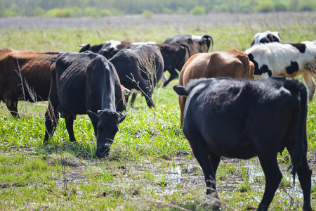 Landscape view group of cows eating the grass in the meadowの写真素材