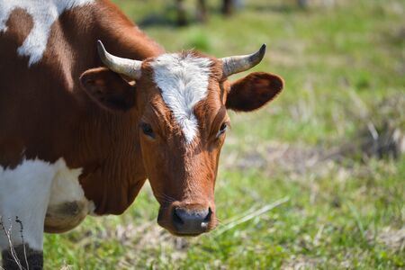 Closeup portrait of grazing brown and white cowの写真素材