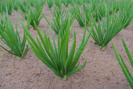 Green onion closeup. Onion in the vegetable gardenの写真素材