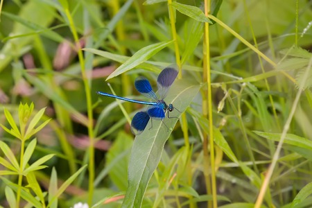 Green blue dragonfly on grass leaf at sunny summer day, macro.の写真素材