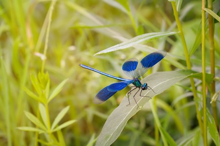 Green blue dragonfly on grass leaf at sunny summer day, macro.
