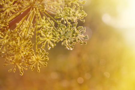 close-up of an umbel of garden angelica. angelica flower.の写真素材