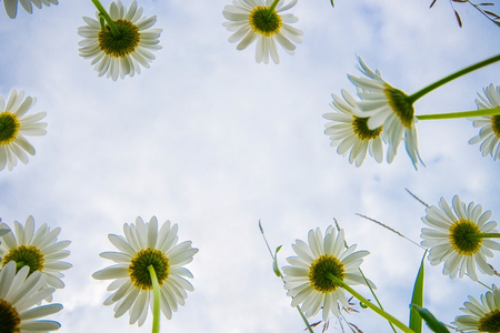 chamomile flowers view from below. daisies on a cloudy dayの写真素材