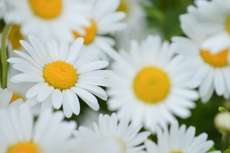 bright beautiful chamomile flowers close-up, daisies on the meadow.の写真素材