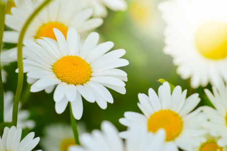 bright daisy flowers on a sunny day on the lawnの写真素材