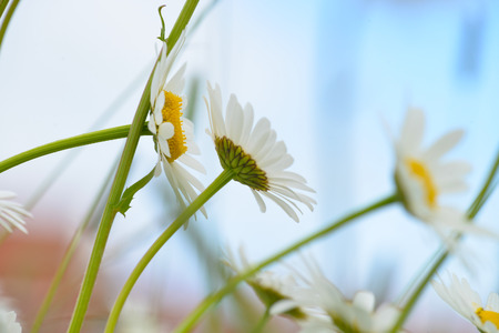 brightly colored chamomile flowers. side viewの写真素材