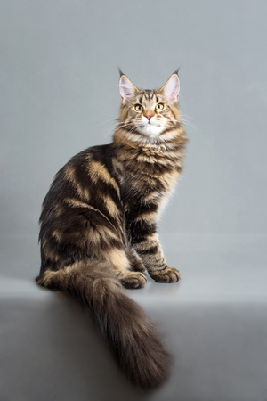 Maine Coon kitten, black marble color, 6 months old. Studio photo of striped kitty. Beautiful young cat sitting on grey background and looking at camera.の写真素材