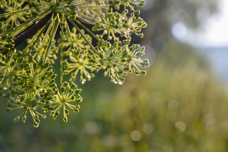 Closeup of an umbel of garden angelica flower with drops of waterの写真素材