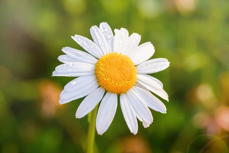 Beautiful blooming marguerite on a green meadow at sunrise. Daisy flower with dew water drops.の写真素材