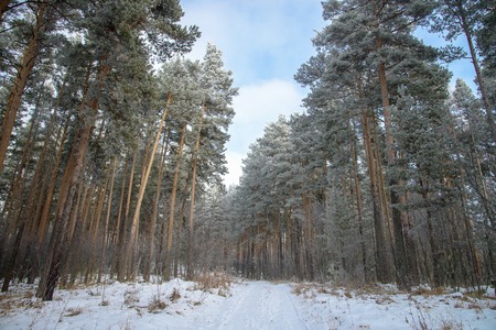 High pines covered with snow in the winter forest with road.の写真素材